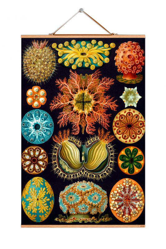 Poster mit Haeckel-Motiven: Illustrationen von Meeresorganismen, Vintage-Druck für Wanddekoration, Kunstdruck.